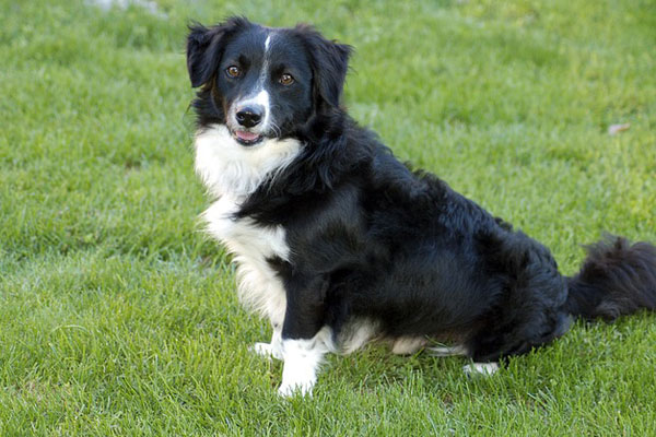 Boarding Dog portrait on the grass