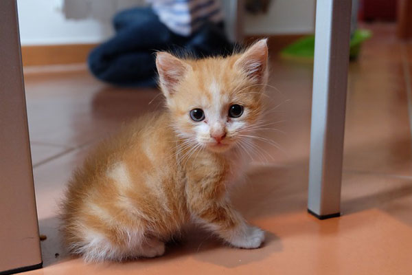 Compassionate-Care Golden kitten under the table
