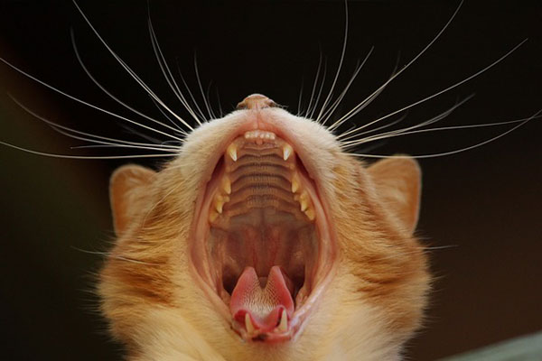 Dentistry Cat yawning close up