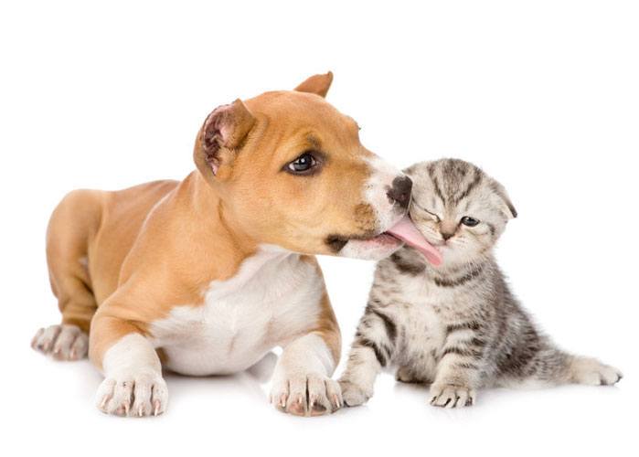 Noah’s Landing stafford puppy licks a scottish kitten