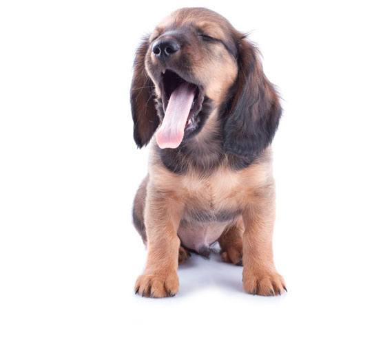 Noah’s Landing Little dachshund puppy on a white background