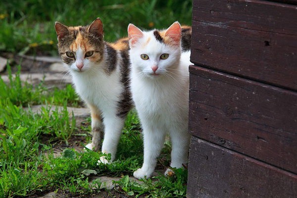 Internal-Medicine 2 Cats looking at camera