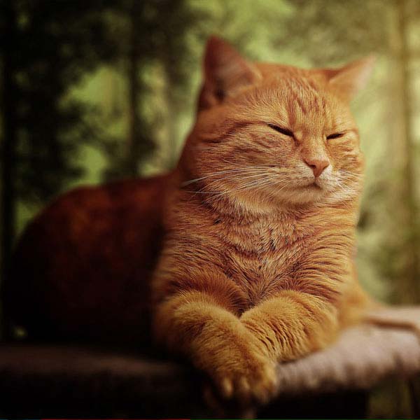 Low-Stress Golden Cat half sleeping outdoor