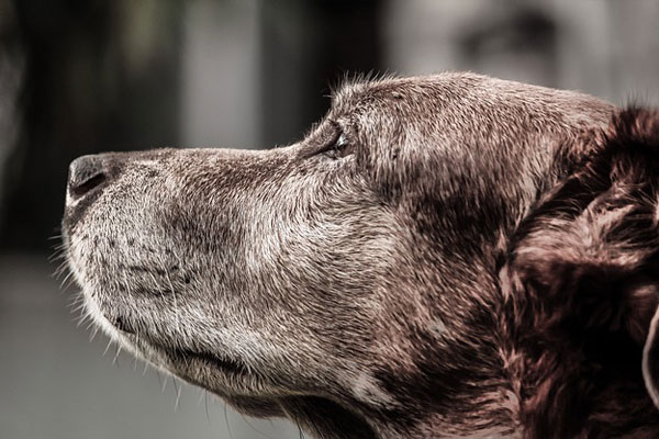 Super-Seniors Dog side portrait