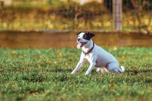 Surgery Dog playing outside on grass