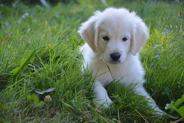 Wellness Cute white puppy in the grass