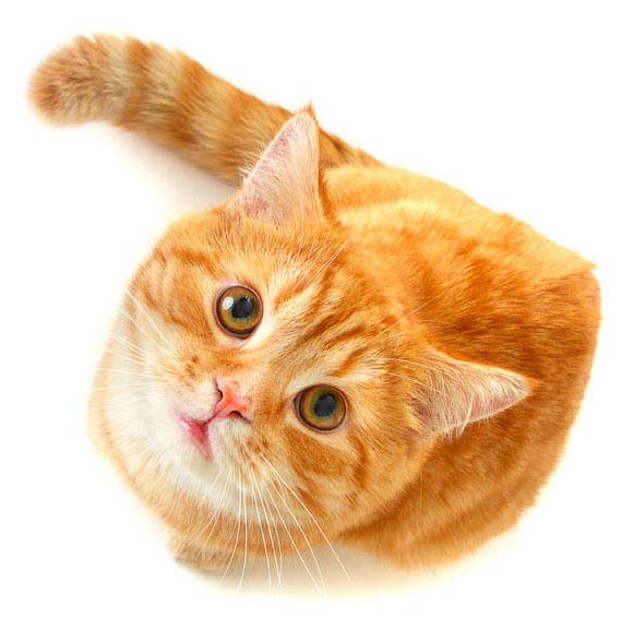 img-345634 Cat looking up - isolated on white