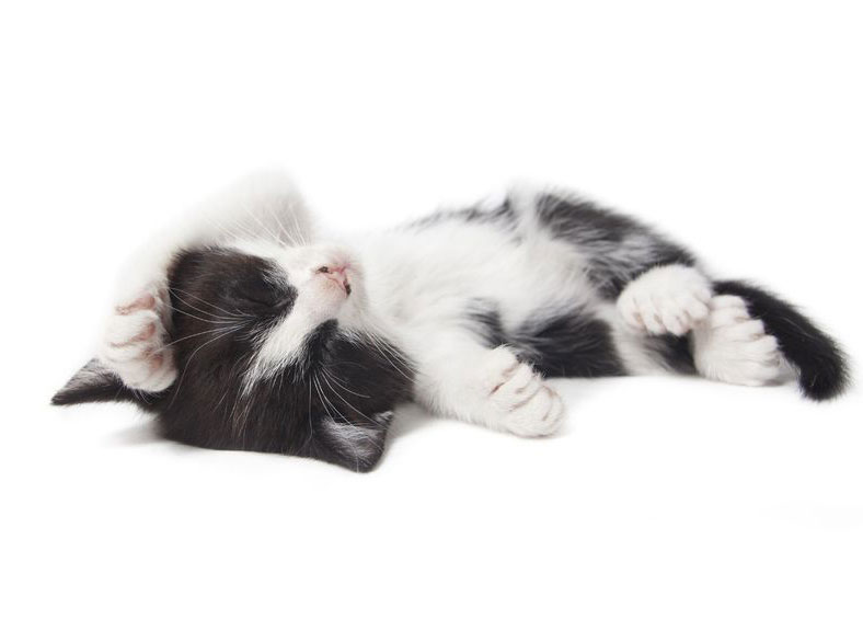 Noah’s Landing kitten being lazy isolated on white background