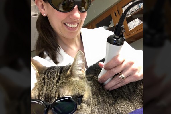 pain-treatment-laser-therapy Vet Examining the cat