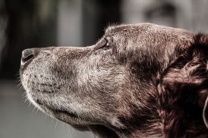 Dog side portrait