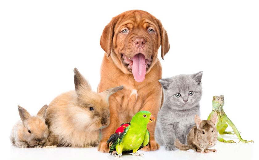 Group of pets together in front view isolated on white background