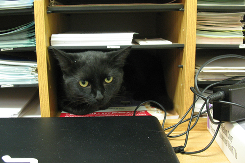 Cat on the office table