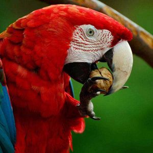 Bird Plumage Colorful Parrot Scarlet Macaw Ara