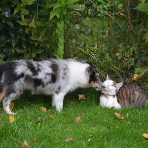 Dog and cat playing in garden