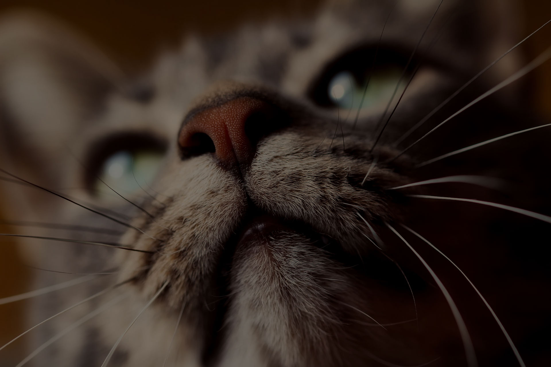 Cat face close up