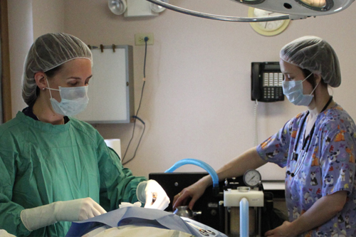 Vet performing surgery