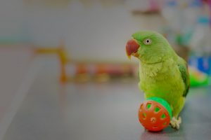 Green parrot with red mouth playing ball on the table.