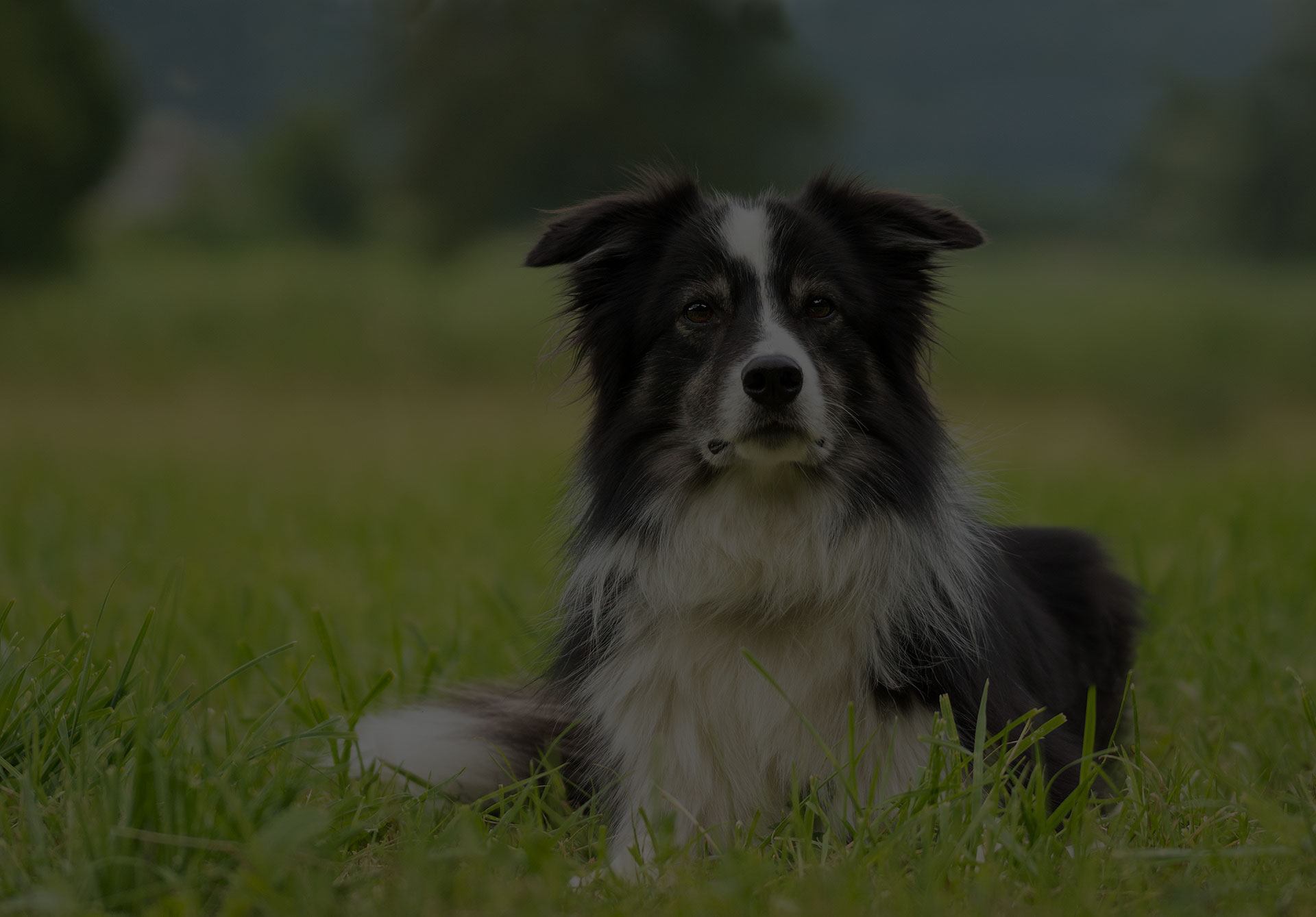 Border Collie siiting in Attention position